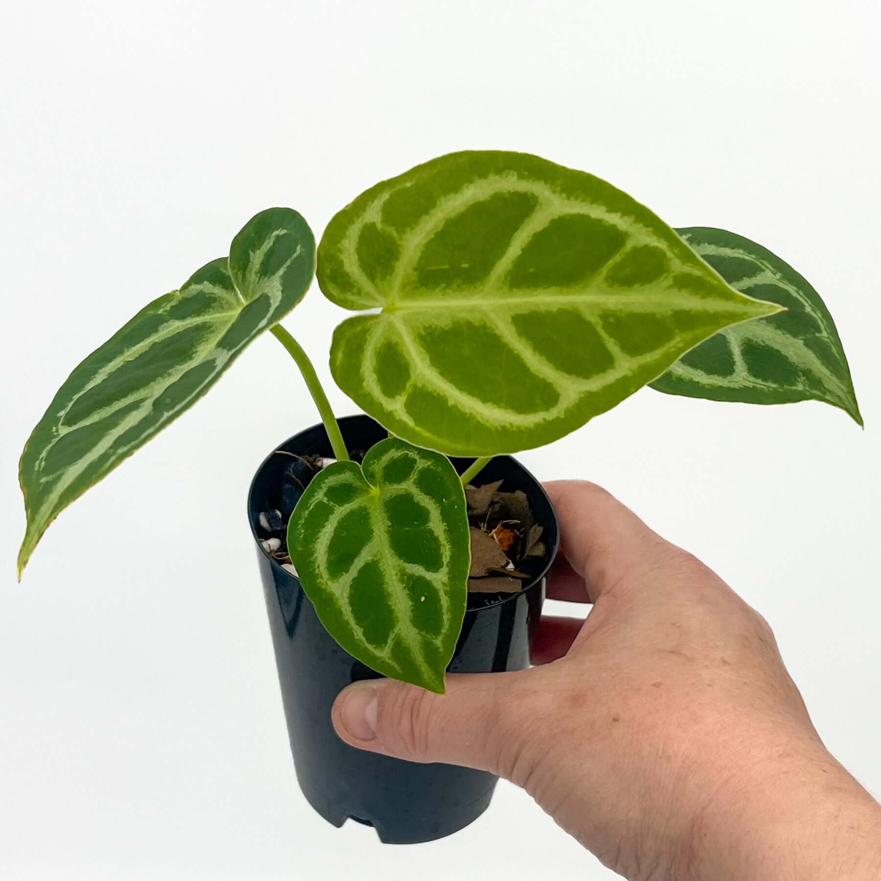 Anthurium Forgetii x Crystallinum | Rare Indoor Plants