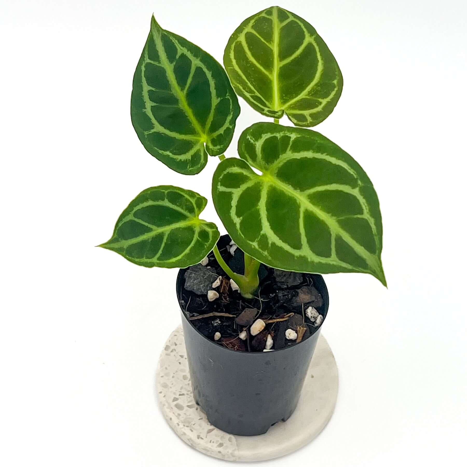 anthurium crystallinum & 39 Anthurium Forgetii x Crystallinum