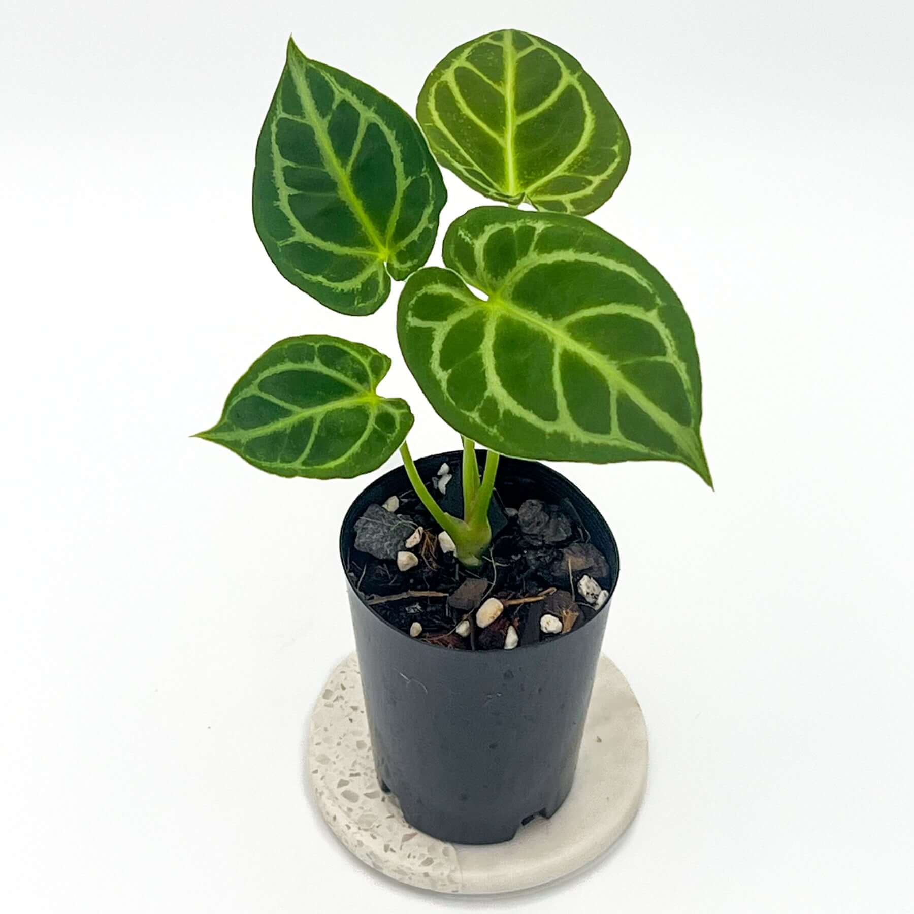 Anthurium_Forgetii_X_Crystalli
