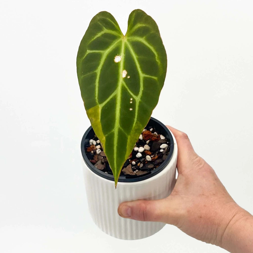 Anthurium NOID | Indoor Plant | Chalet Boutique - Australia