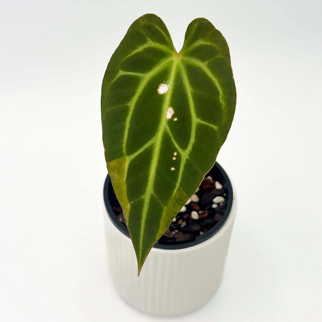 Anthurium NOID | Indoor Plant | Chalet Boutique - Australia
