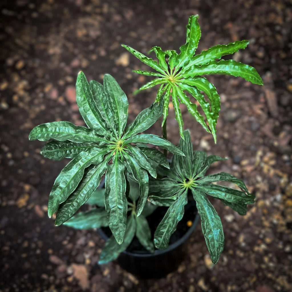 Anthurium polyschistum Finger Leaf | Indoor Plant | Chalet Boutique - Australia