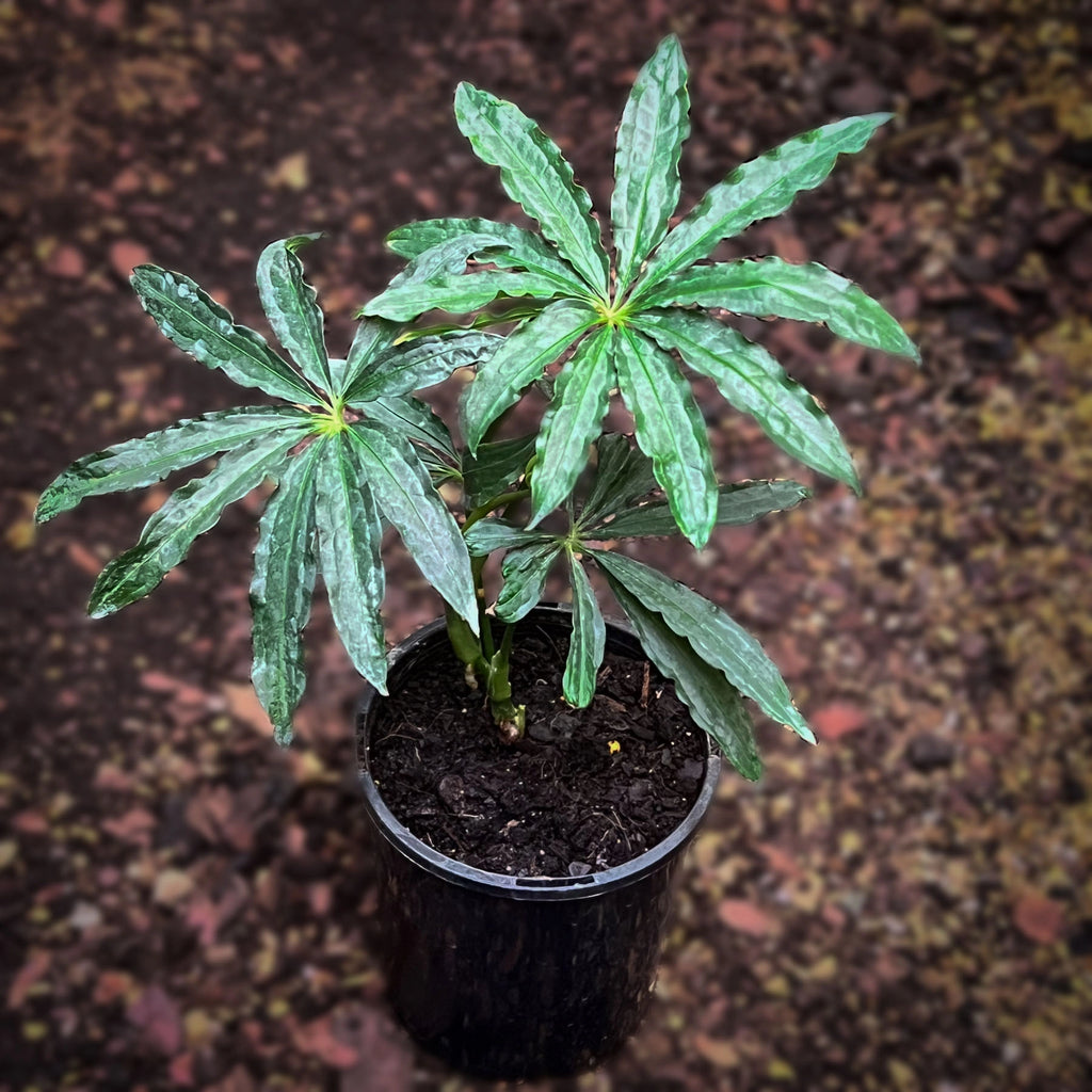 Anthurium polyschistum Finger Leaf | Indoor Plant | Chalet Boutique - Australia