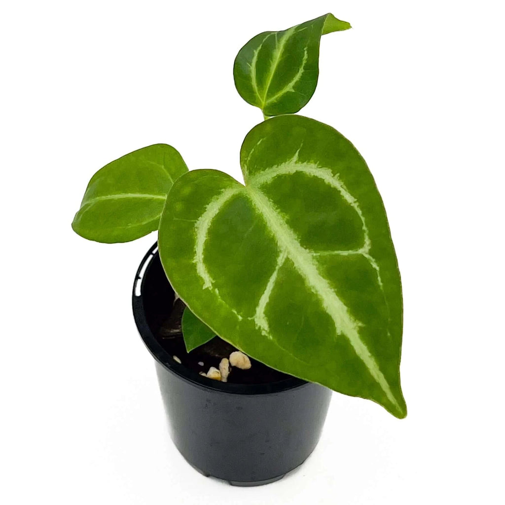 Anthurium Regale X | Indoor Plant | Chalet Boutique - Australia