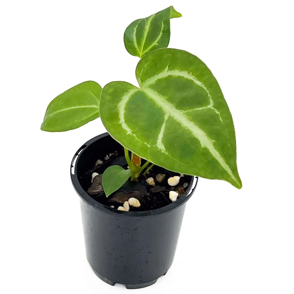 Anthurium Regale X | Indoor Plant | Chalet Boutique - Australia