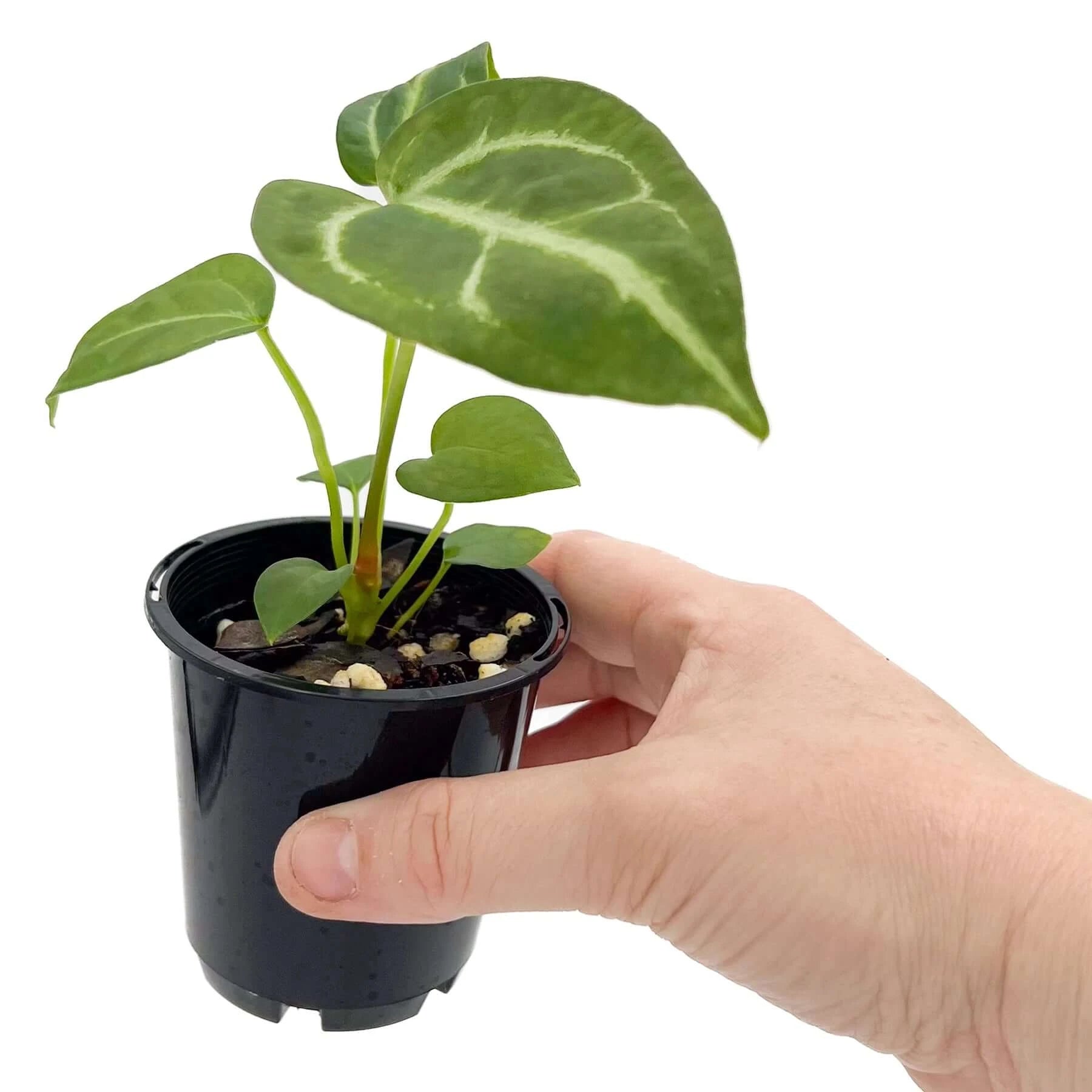 anthurium regale juvenile Buy Rare Anthurium Regale X