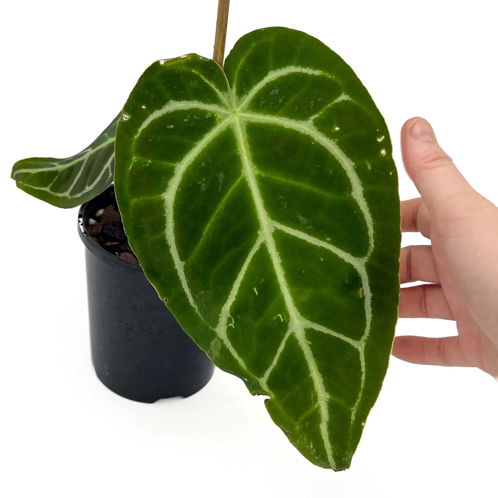 Anthurium Forgetii x Warocqueanum | Indoor Plant | Chalet Boutique - Australia