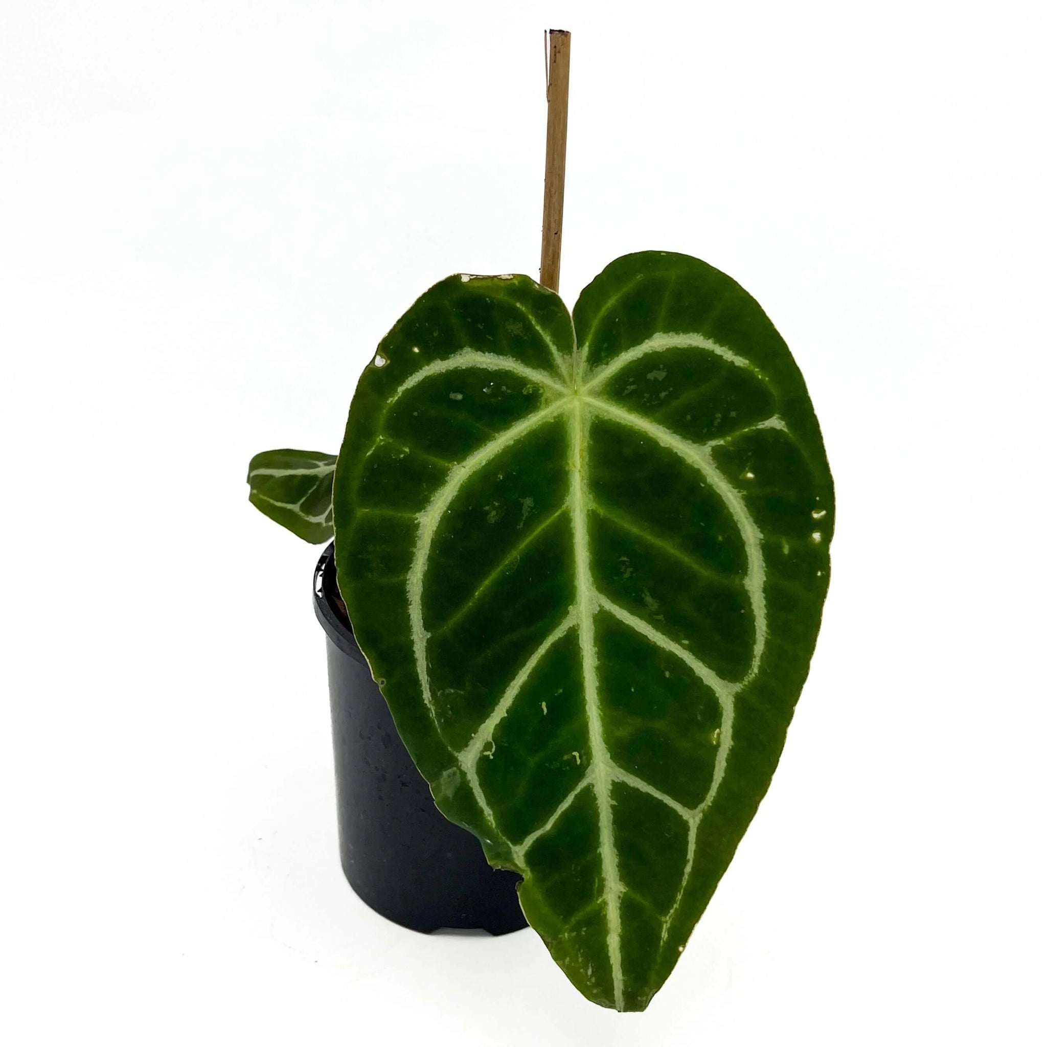Rare Anthurium Forgetii x Warocqueanum for Sale