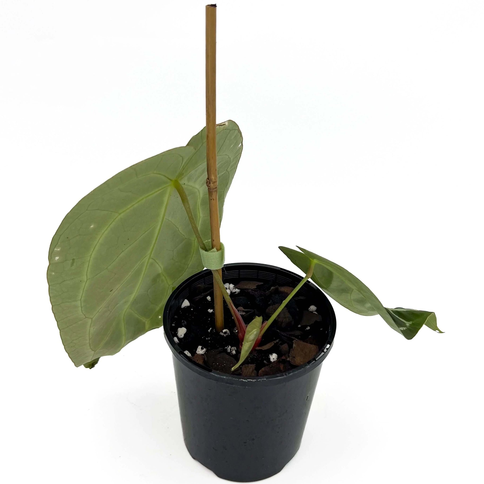 Rare Anthurium Forgetii x Warocqueanum for Sale