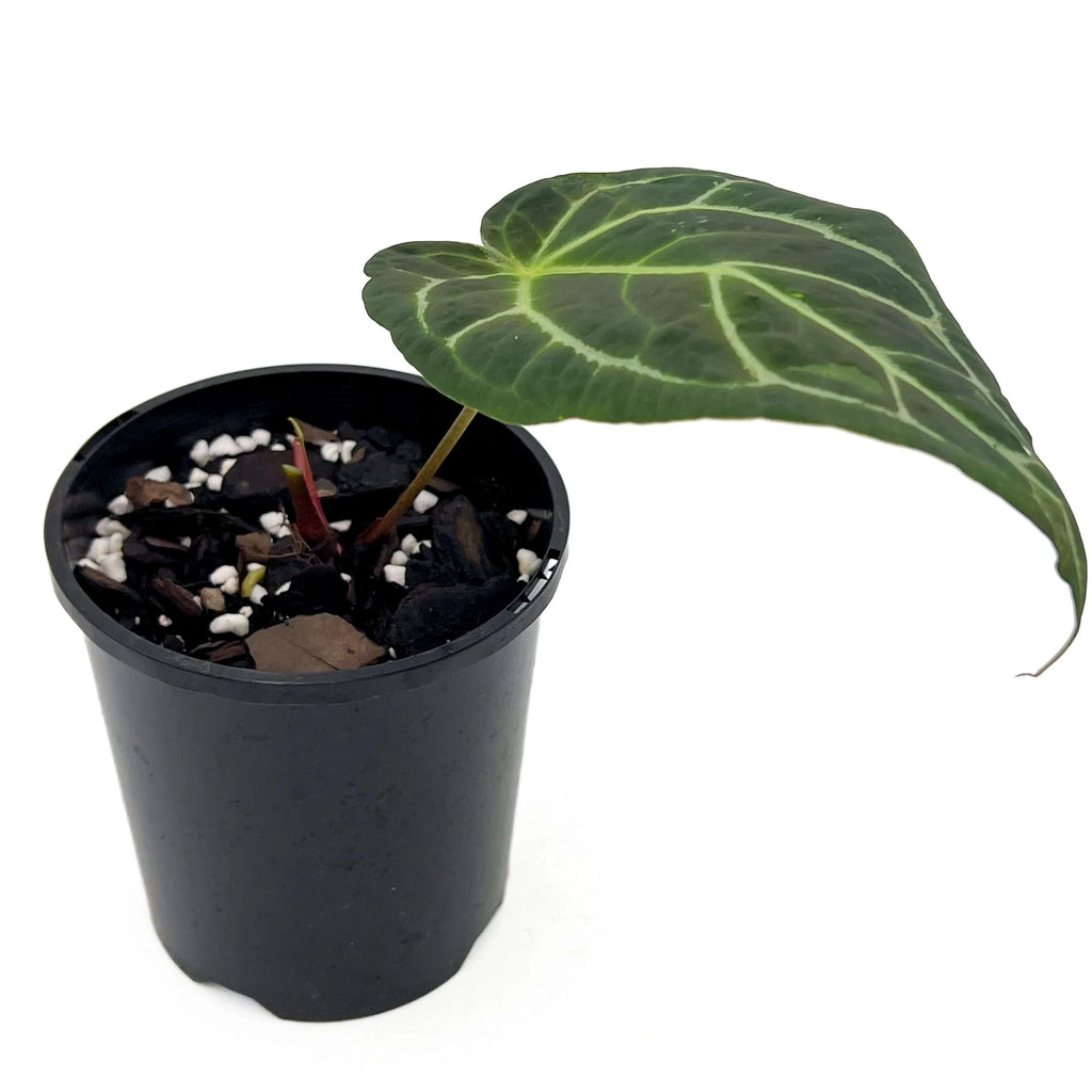 Anthurium Forgetii x Warocqueanum | Indoor Plant | Chalet Boutique - Australia