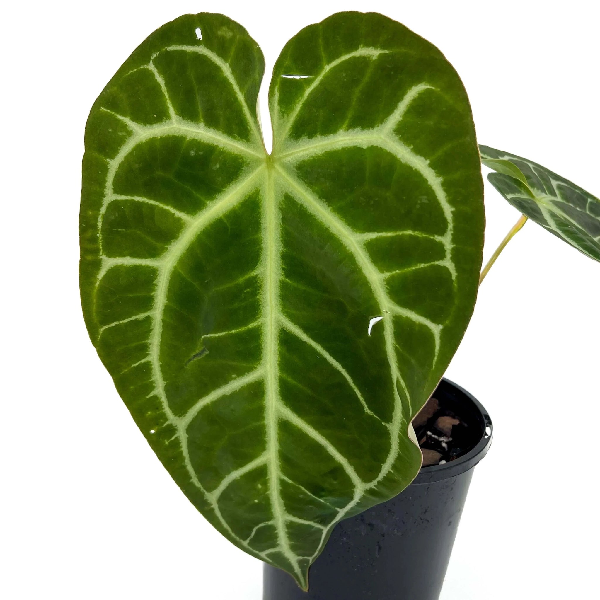 Rare Anthurium Forgetii x Warocqueanum for Sale