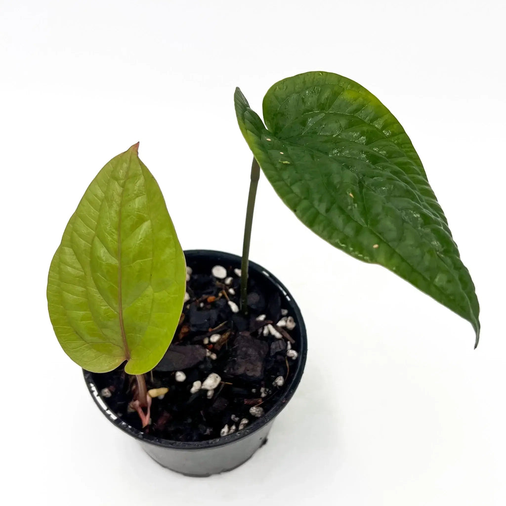Anthurium radicans with heart-shaped glossy leaves in a pot, ideal for indoor plant enthusiasts. Chalet Boutique, Australia.