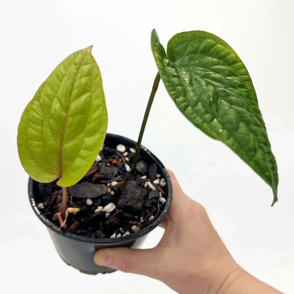 Anthurium radicans showcasing glossy, heart-shaped leaves in a pot, ideal for indoor plant enthusiasts. Chalet Boutique, Australia.