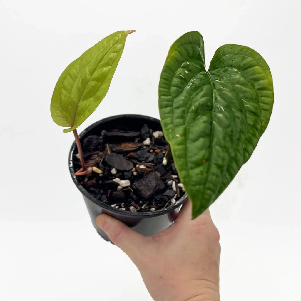 Anthurium radicans with heart-shaped leaves in a pot, showcasing its unique foliage. Buy rare plants online at Chalet Boutique, Australia.