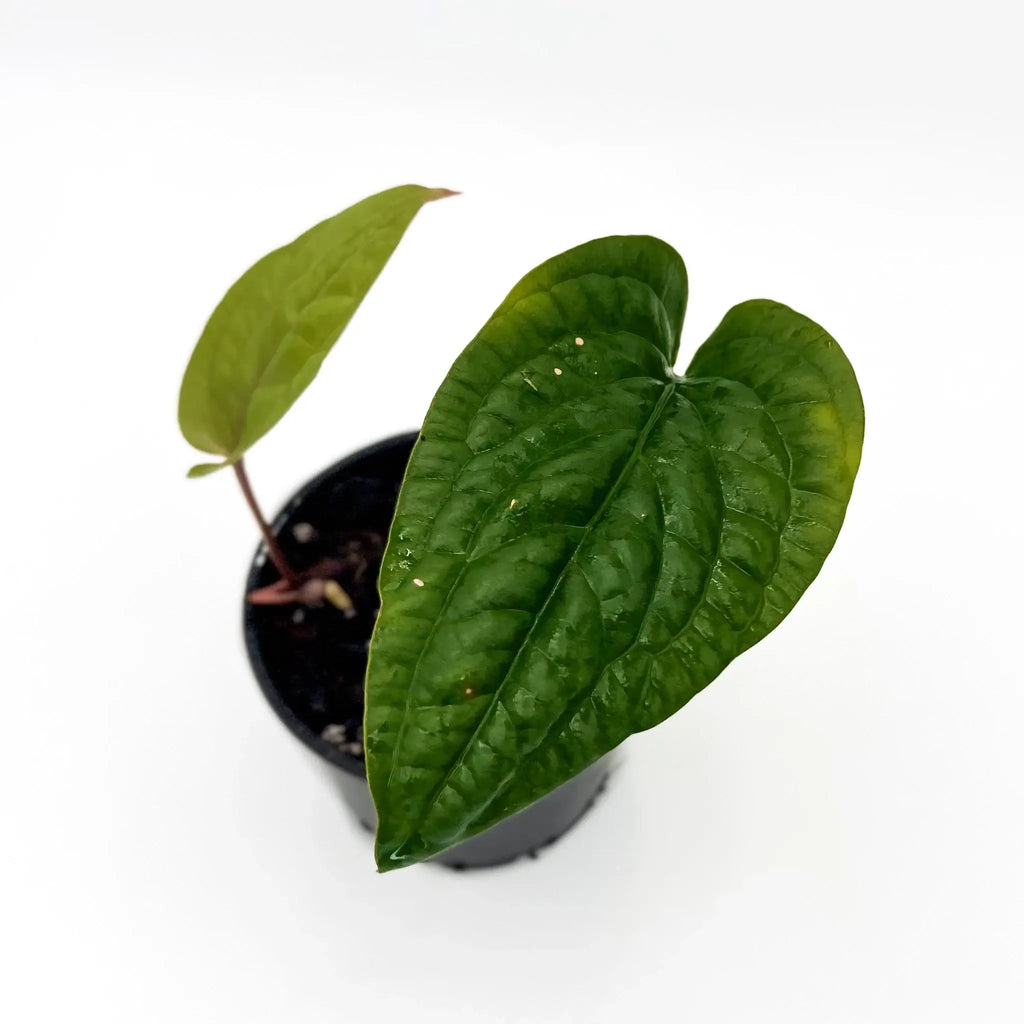Anthurium radicans with glossy, heart-shaped leaves in a pot, ideal for indoor plant enthusiasts. Chalet Boutique, Australia.