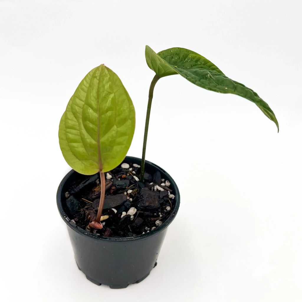 Anthurium radicans in a pot showcasing unique foliage and growth, perfect for indoor plant enthusiasts. Chalet Boutique, Australia.