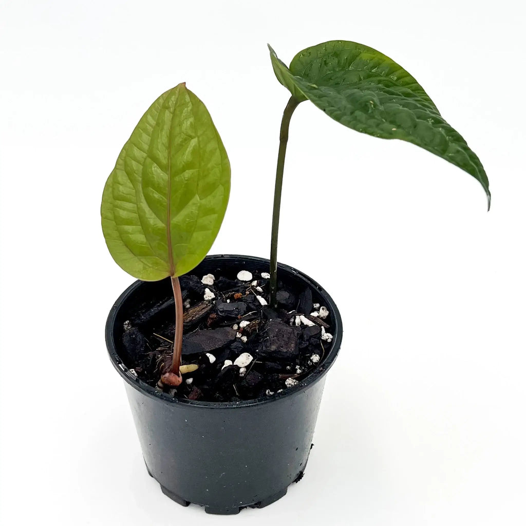 Anthurium radicans with heart-shaped leaves in a pot, ideal for unique indoor plants. Buy rare plants online at Chalet Boutique, Australia.