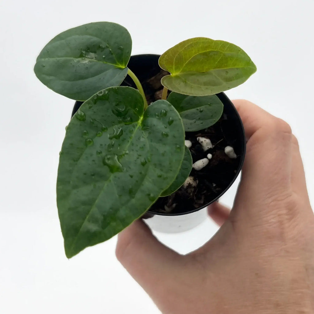 Anthurium 'Baphomet' in hand showcasing its lush green leaves. Rare indoor plant for sale at Chalet Boutique, Australia.