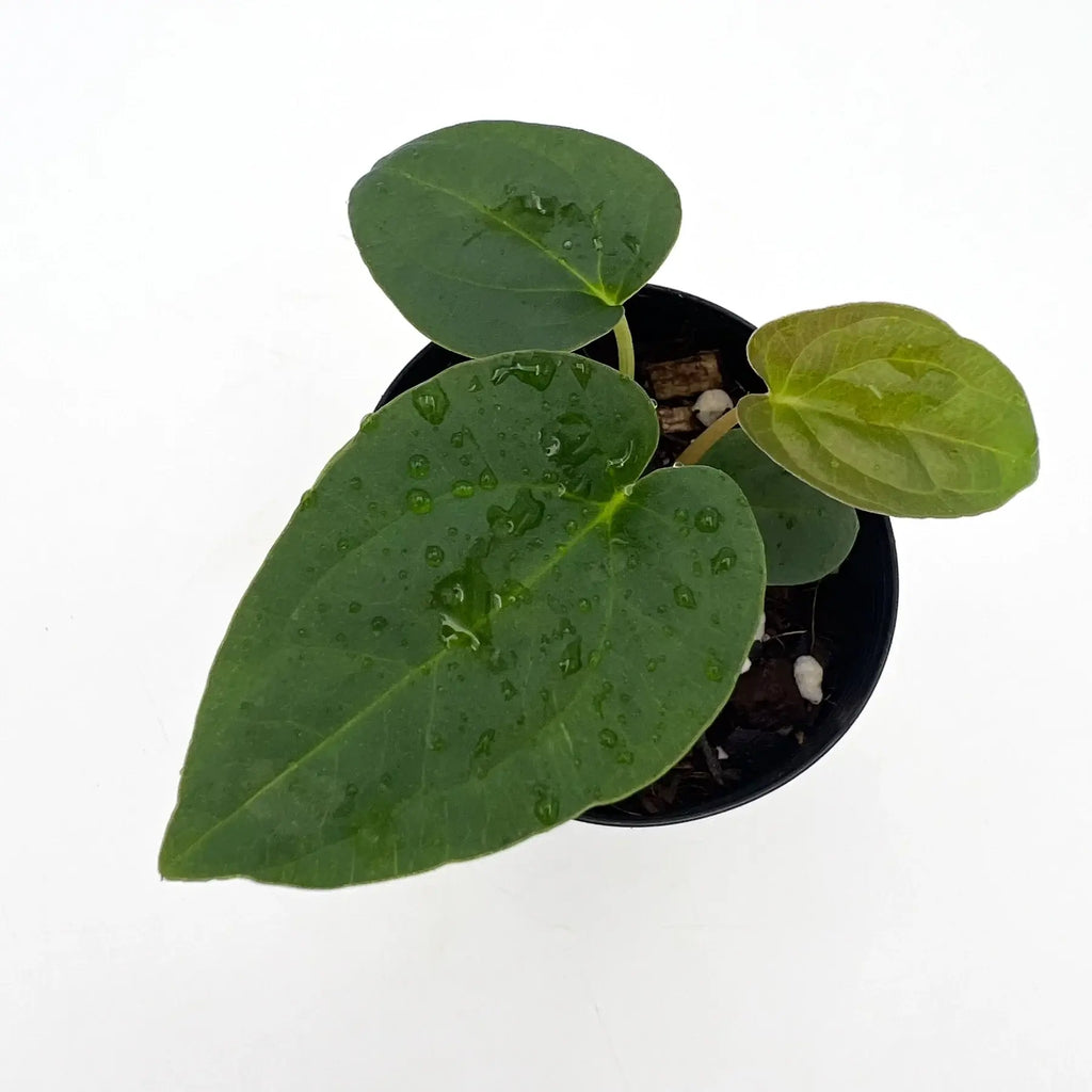 Anthurium 'Baphomet' in a black pot, showcasing large, glossy green leaves with water droplets, ideal for indoor planting. Chalet Boutique, Australia.