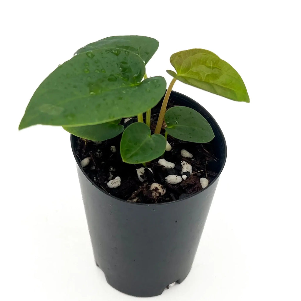 Anthurium 'Baphomet' plant in a black pot, showcasing unique foliage, available at Chalet Boutique, Australia.