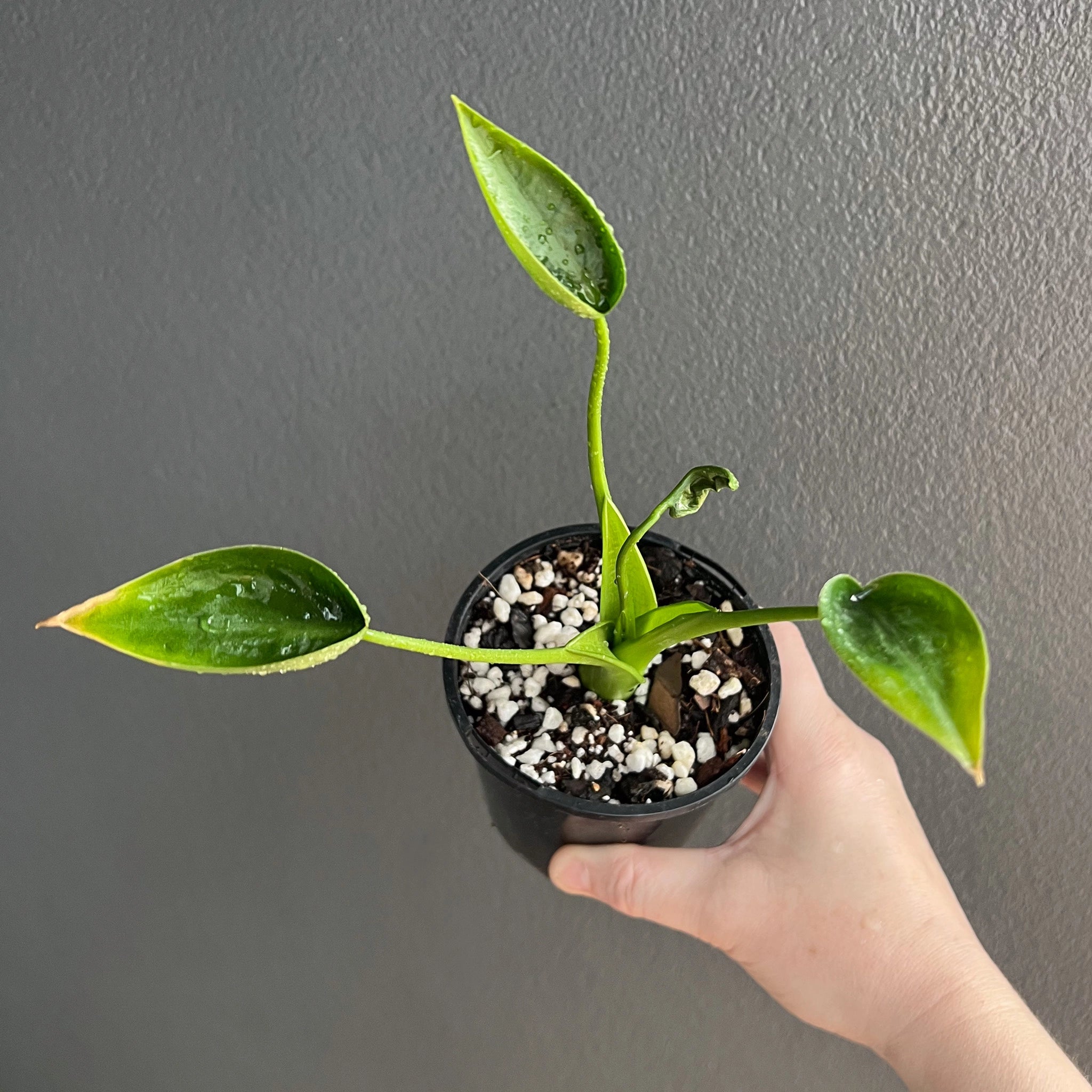 rare indoor plants australia Alocasia Tiny Dancer