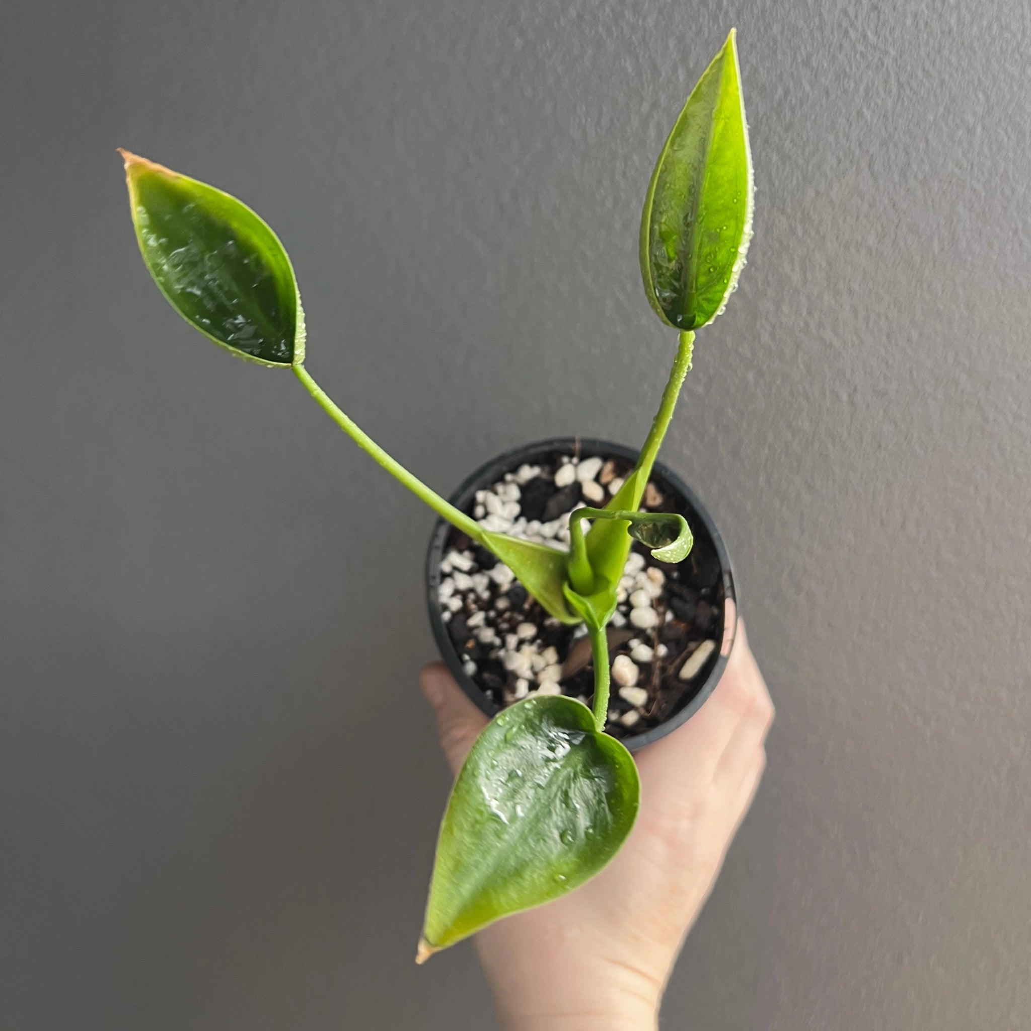 philodendron tiny dancer Alocasia Tiny Dancer