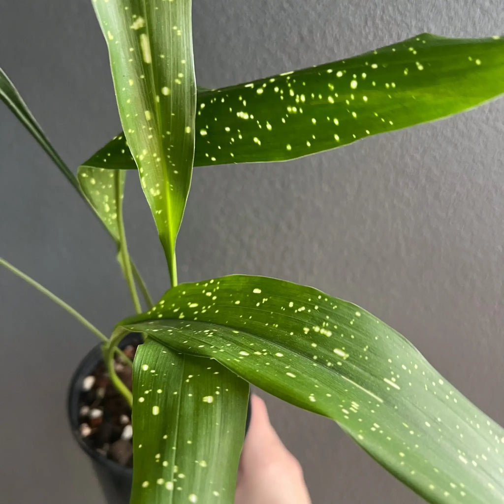 Close-up of Aspidistra elatior Milky Way leaves with creamy speckles, perfect indoor plant for low light. Chalet Boutique, Australia.