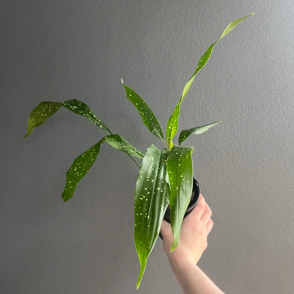 Aspidistra elatior Milky Way indoor plant showcasing its unique speckled leaves, perfect for indoor settings. Chalet Boutique, Australia.