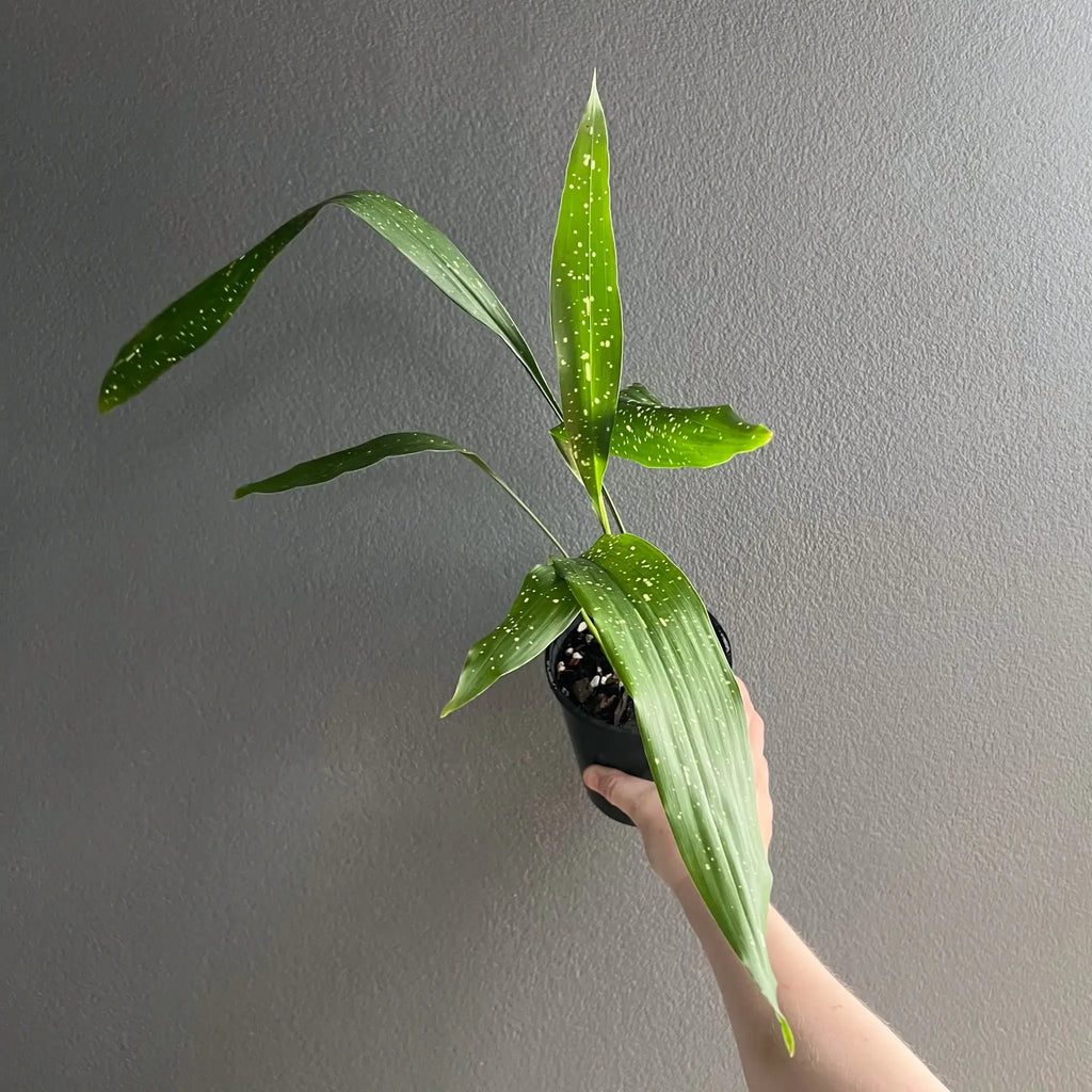 Aspidistra elatior Milky Way indoor plant with creamy-white speckles, perfect for low light. Buy rare indoor plants Australia at Chalet Boutique.