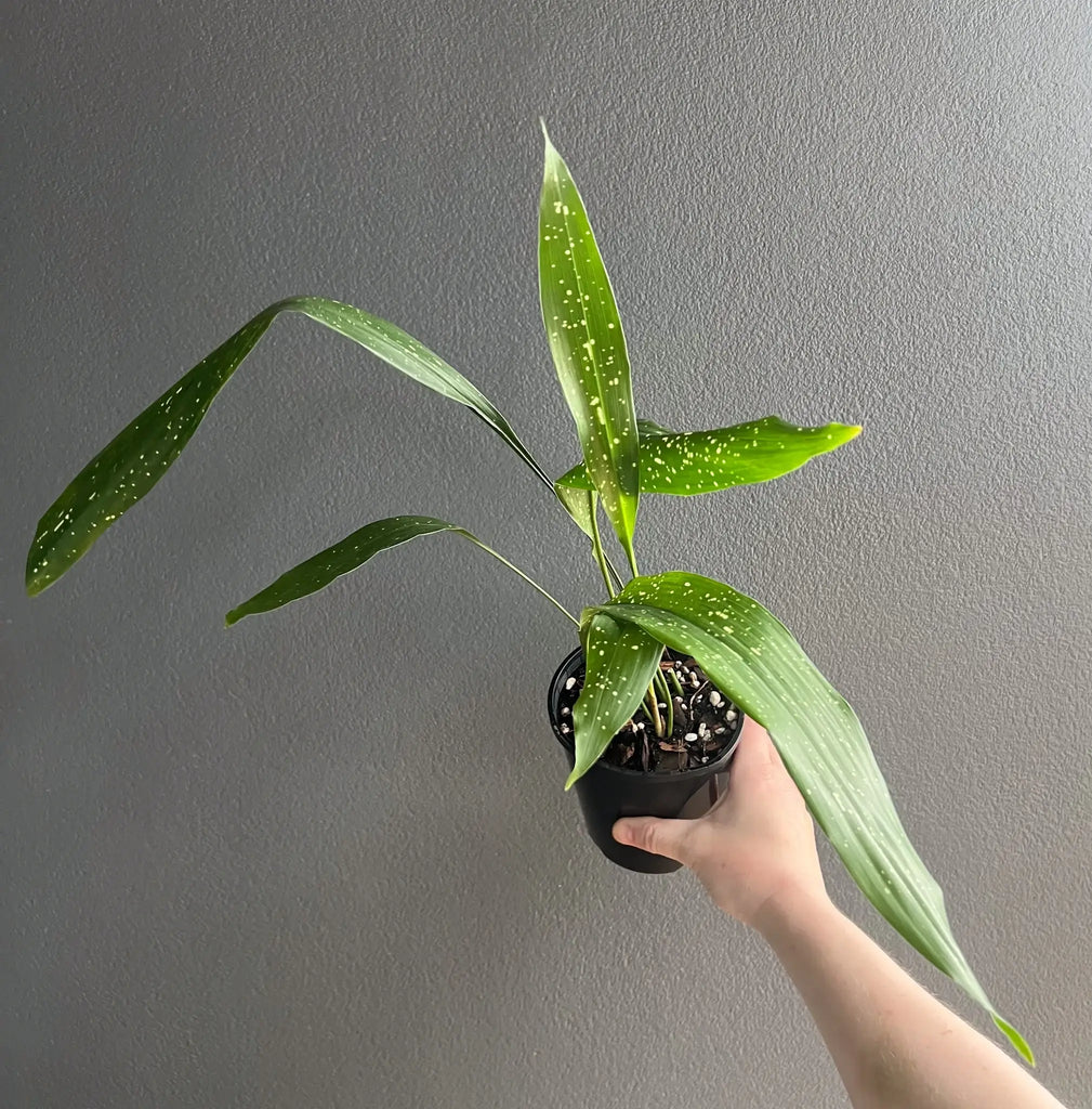 Aspidistra elatior Milky Way indoor plant with creamy-white speckles, perfect for beginners. Chalet Boutique, Australia.