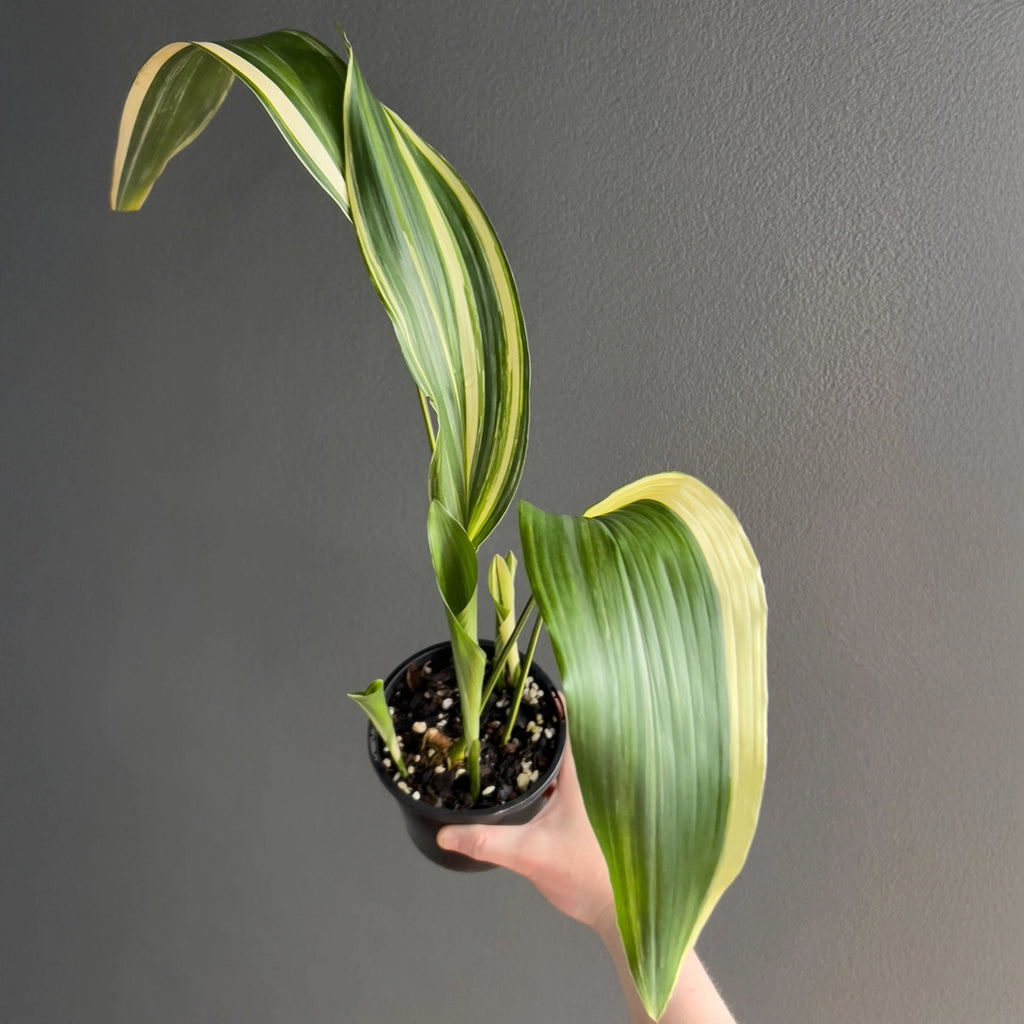 Aspidistra elatior variegated plant in a black nursery pot featuring sturdy green foliage with soft variegation and upright form.