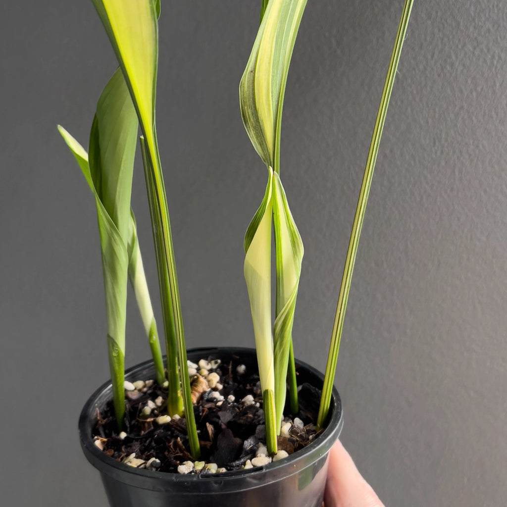 Close-up of Aspidistra elatior variegated foliage highlighting subtle cream variegation across thick glossy leaves. Rare indoor plant collectors Australia.