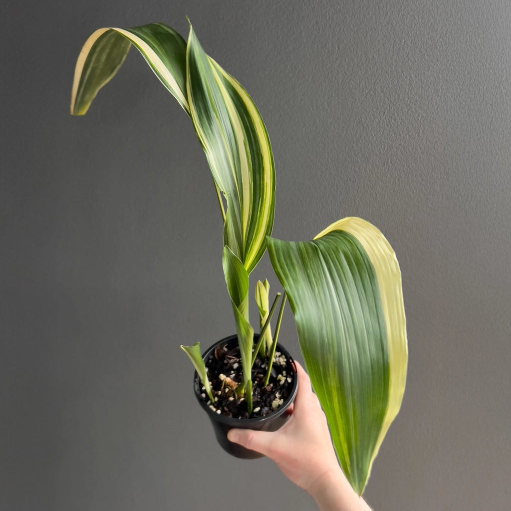 Person holding a potted Aspidistra elatior variegated with strong upright growth and pale striped leaves. Trusted indoor plant shop Australia.