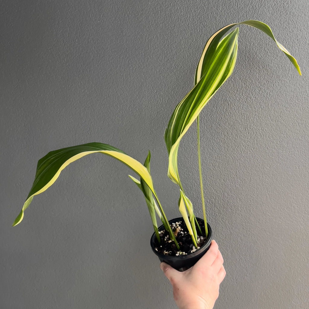 Side view of Aspidistra elatior variegated against a neutral background showing long pointed leaves with gentle cream streaks.