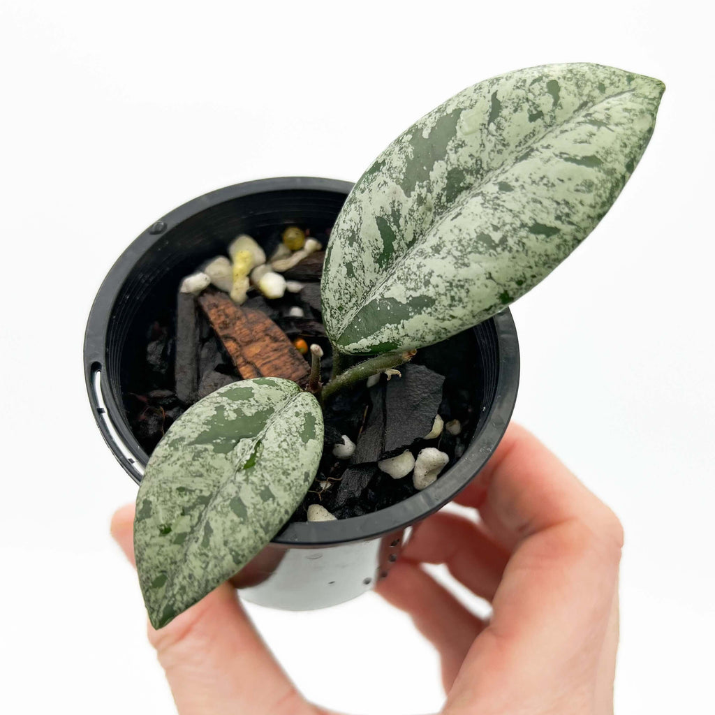 Hoya Wilbur Graves High Silver with thick green leaves and silver variegation in a nursery pot, perfect for indoor plant lovers. Chalet Boutique, Australia.