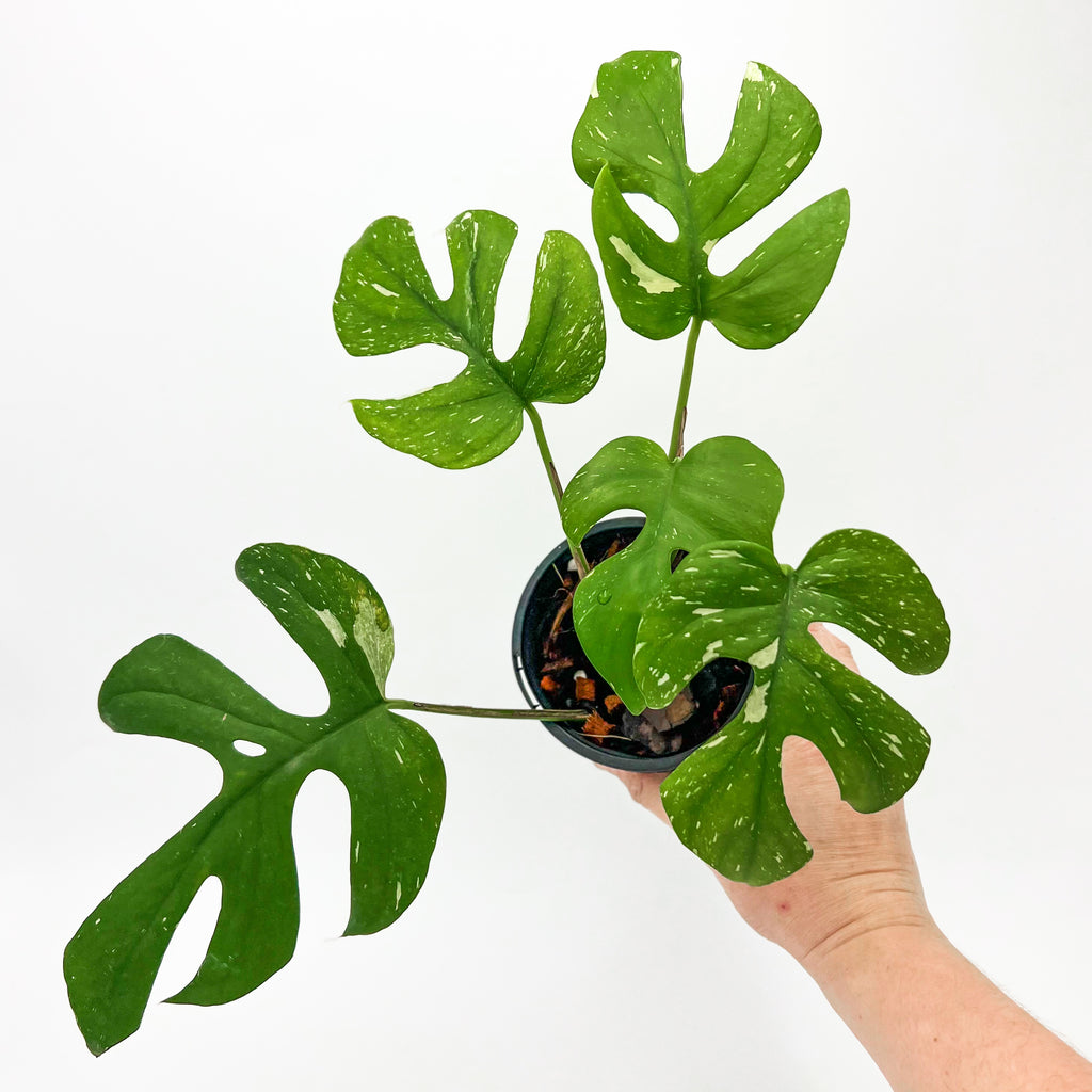 Rhaphidophora tetrasperma variegated with unique fenestrated leaves in a hand, perfect for indoor plant enthusiasts, Chalet Boutique, Australia.