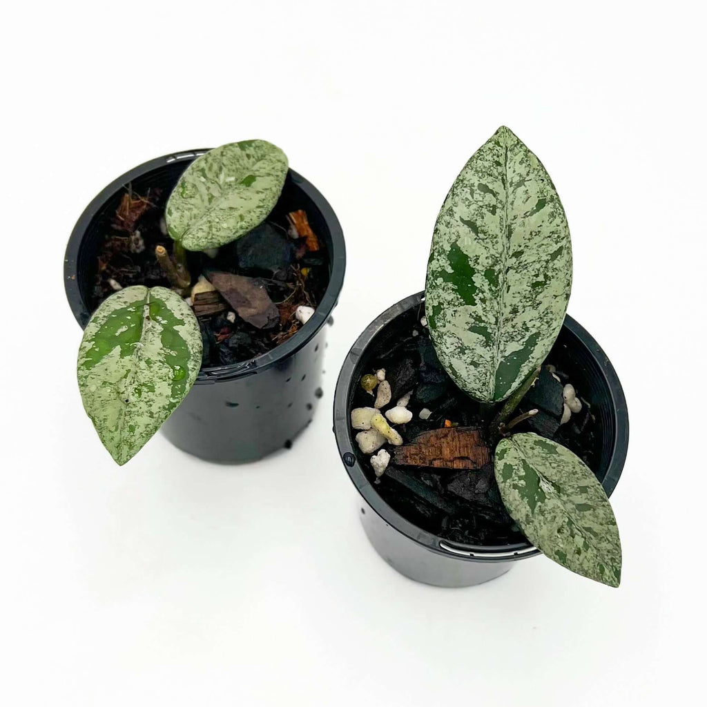 Hoya Wilbur Graves 'High Silver' with silver variegation in black pots, perfect for unique indoor plants. Chalet Boutique, Australia.