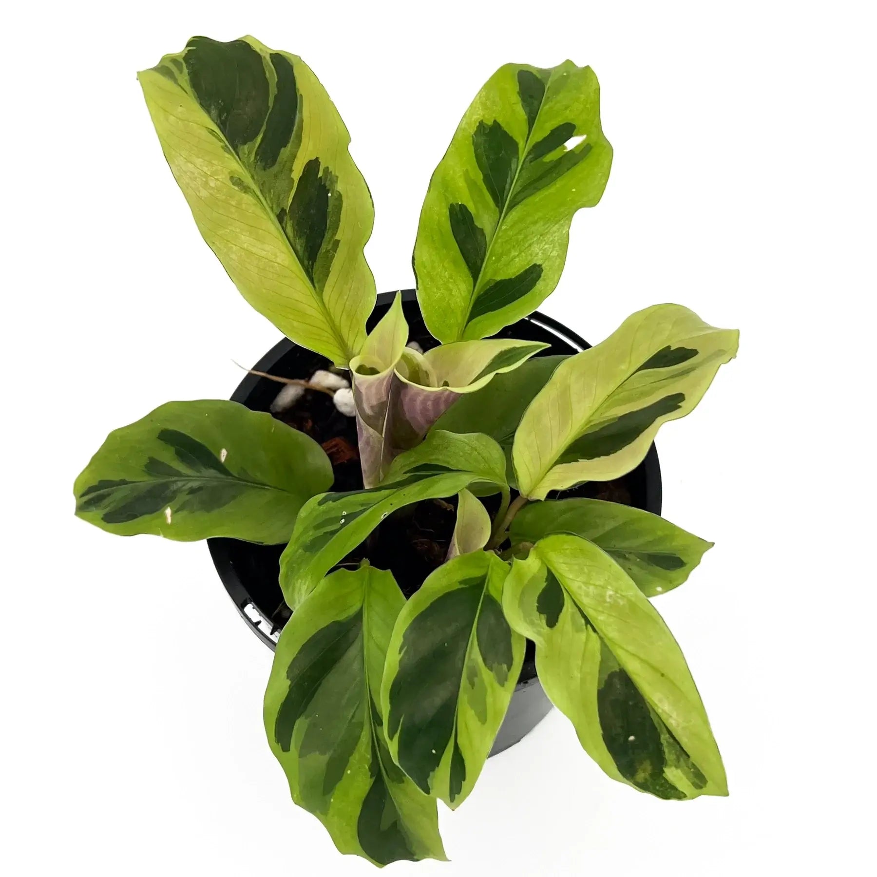 Goeppertia 'Calathea' Thai Beauty