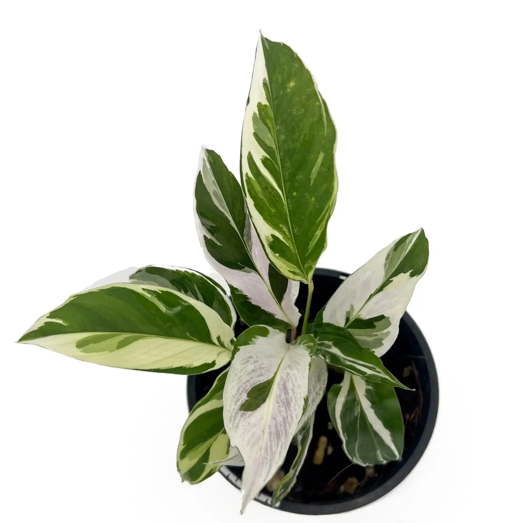 Calathea White Fusion plant with stunning variegated foliage in a black pot, ideal for indoor plant lovers in Australia.