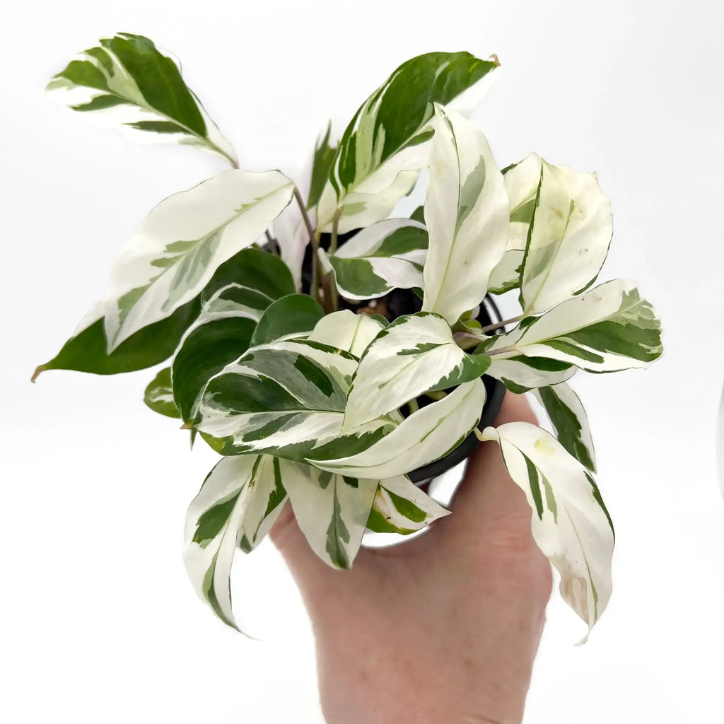 Calathea White Fusion Goeppertia lietzei tropical indoor plant with variegated green and creamy white leaves, Chalet Boutique, Australia.