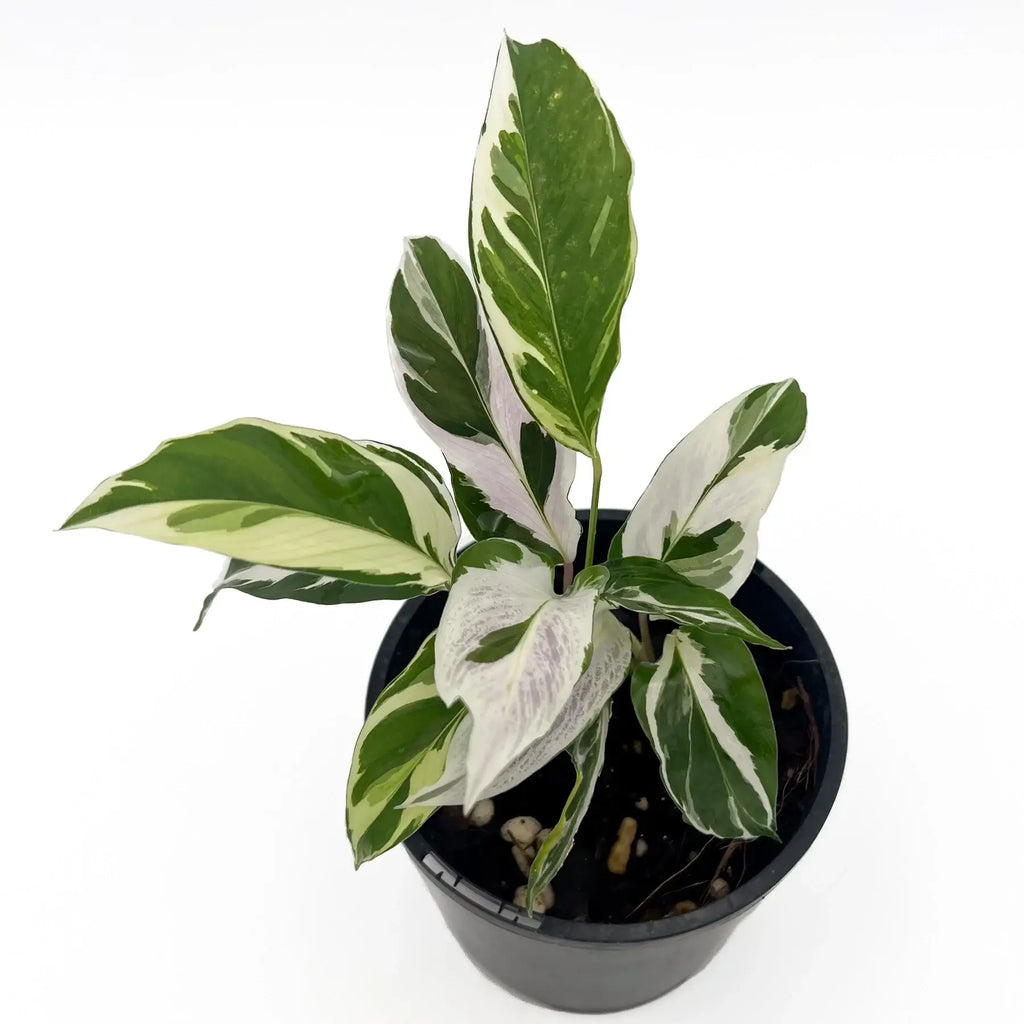 Calathea White Fusion plant in pot, showcasing variegated foliage with green and creamy white patterns. Rare indoor plant.