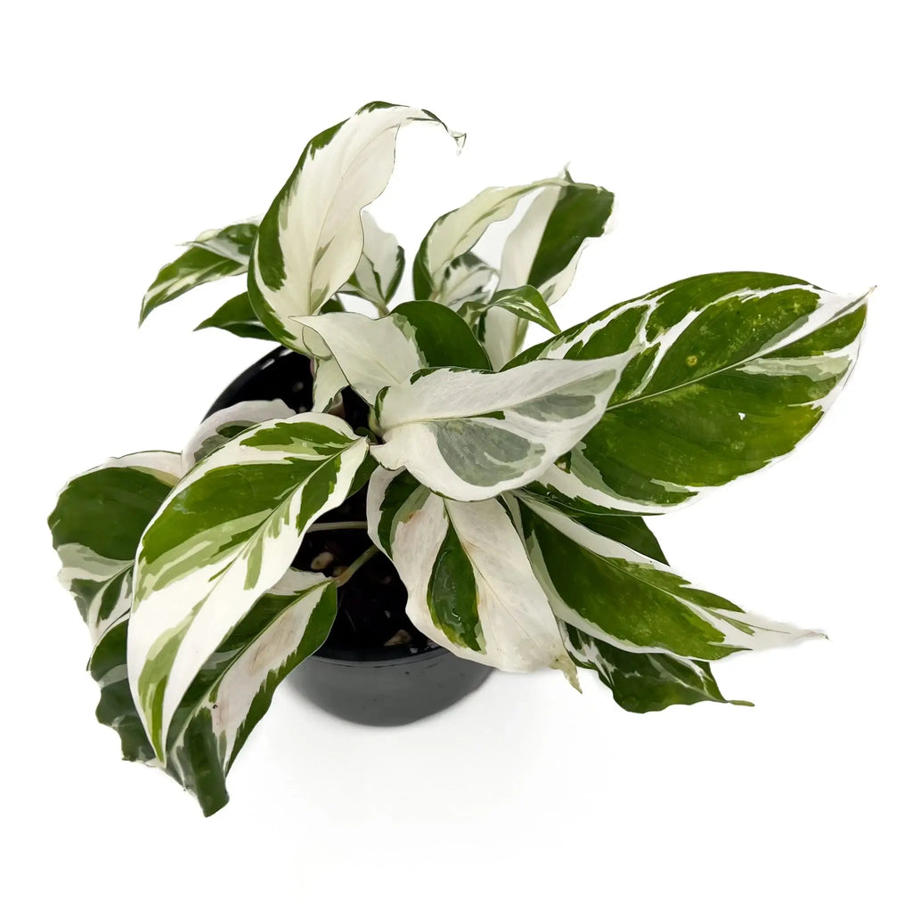 Calathea 'White Fusion' Goeppertia lietzei indoor plant with variegated green and white leaves, perfect for indoor gardening. Chalet Boutique, Australia.