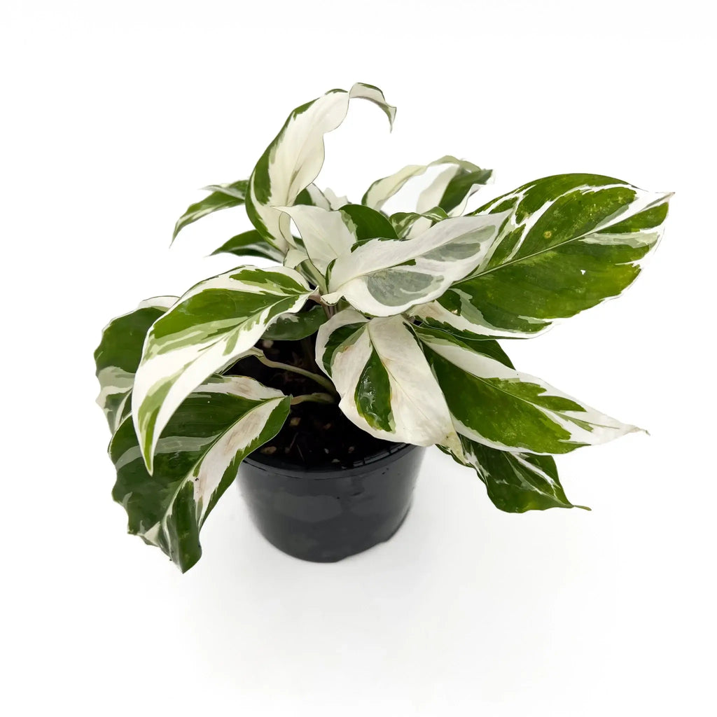 Calathea White Fusion Goeppertia lietzei with variegated green and white leaves in a black pot, perfect for indoor plant lovers. Chalet Boutique, Australia.