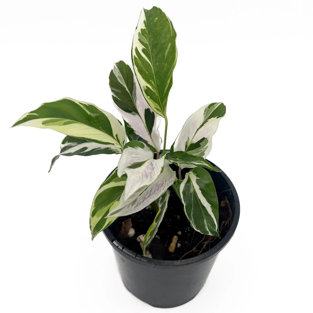 Calathea White Fusion in a pot showcasing its variegated green and white leaves, perfect for rare indoor plants in Australia.