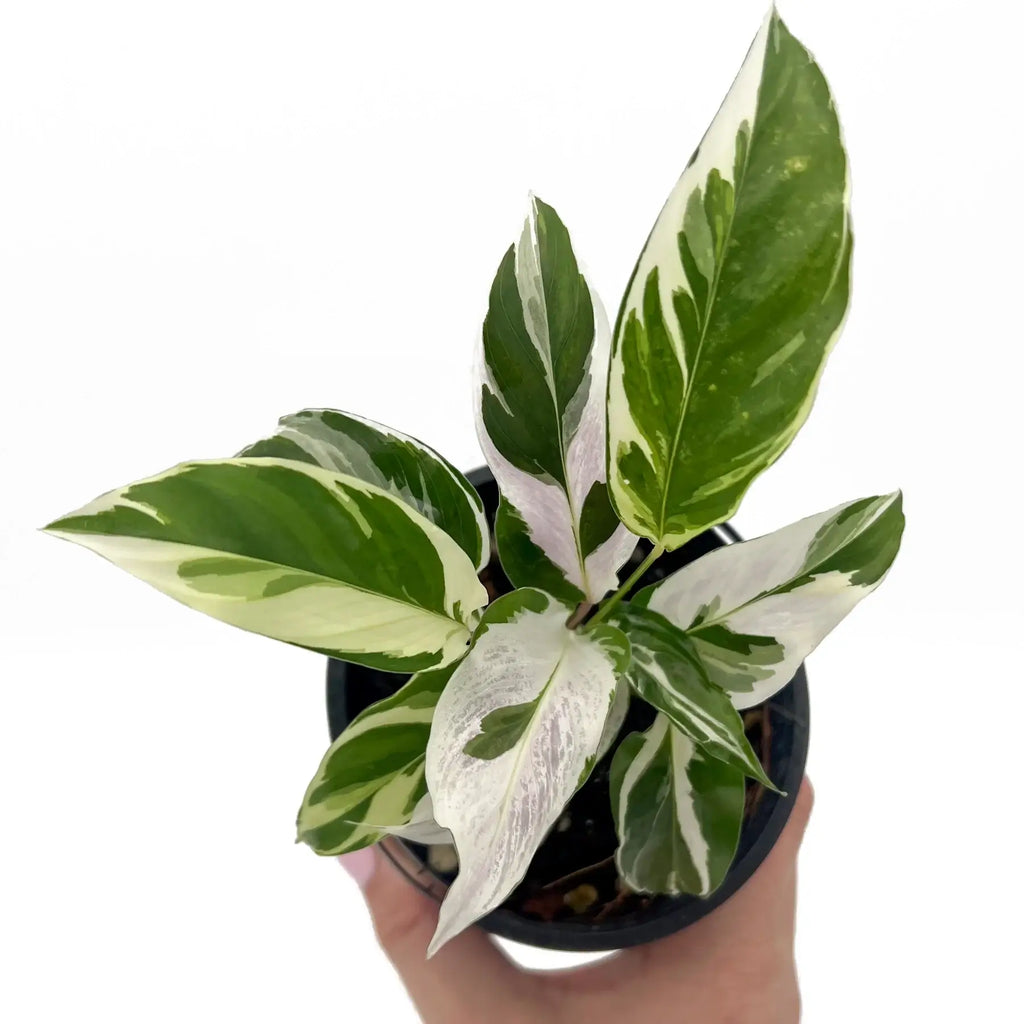 Calathea White Fusion plant in a black pot, showcasing intricate variegated green and white foliage, ideal for indoor spaces.