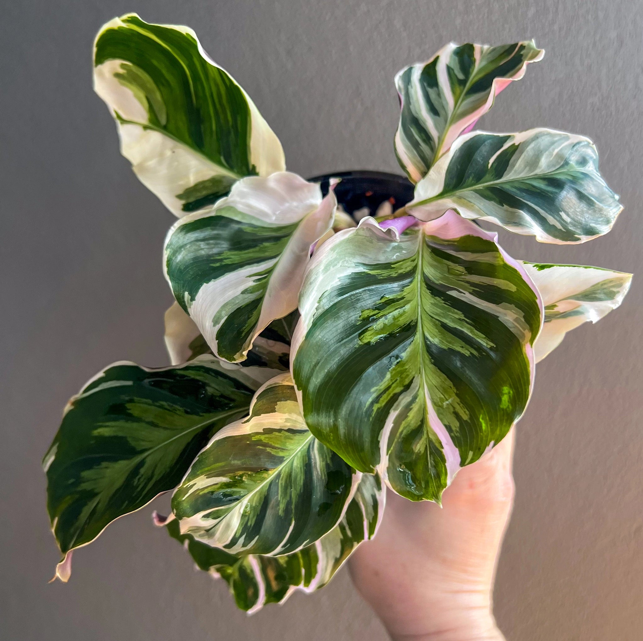 Calathea White Fusion 'Goeppertia lietzei' Plants Australia