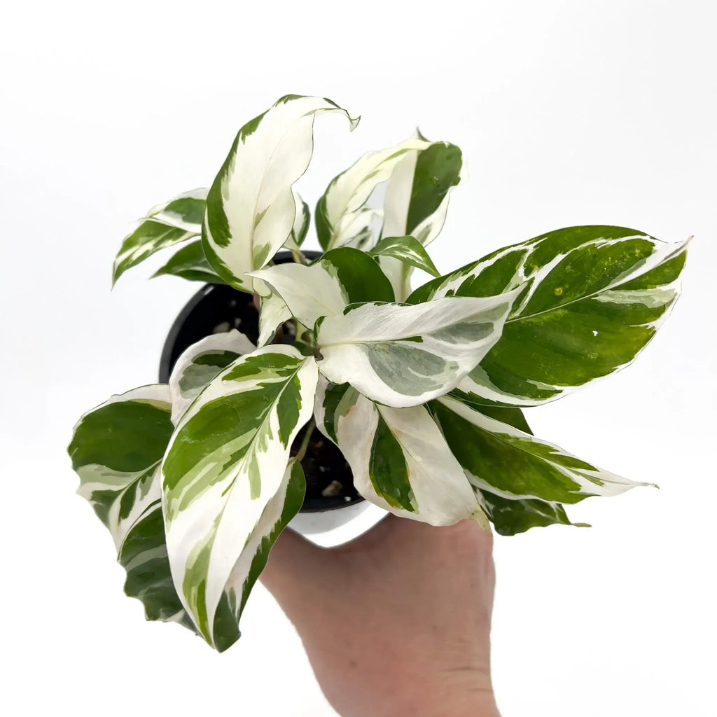 Calathea White Fusion Goeppertia lietzei in a hand, showcasing its unique variegated green and creamy white leaves. Chalet Boutique, Australia.