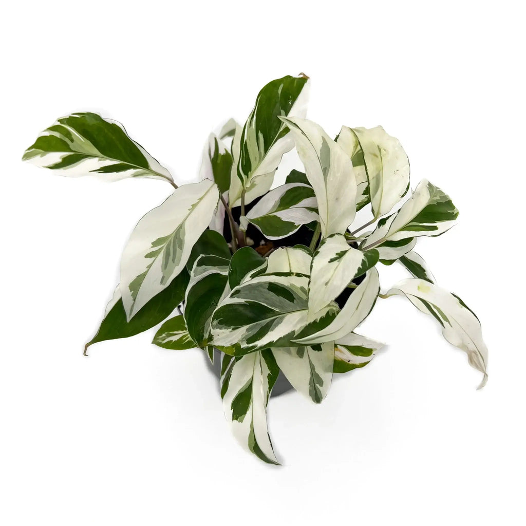 Calathea White Fusion Goeppertia lietzei with variegated green and white leaves, ideal for indoor plants. Chalet Boutique, Australia.