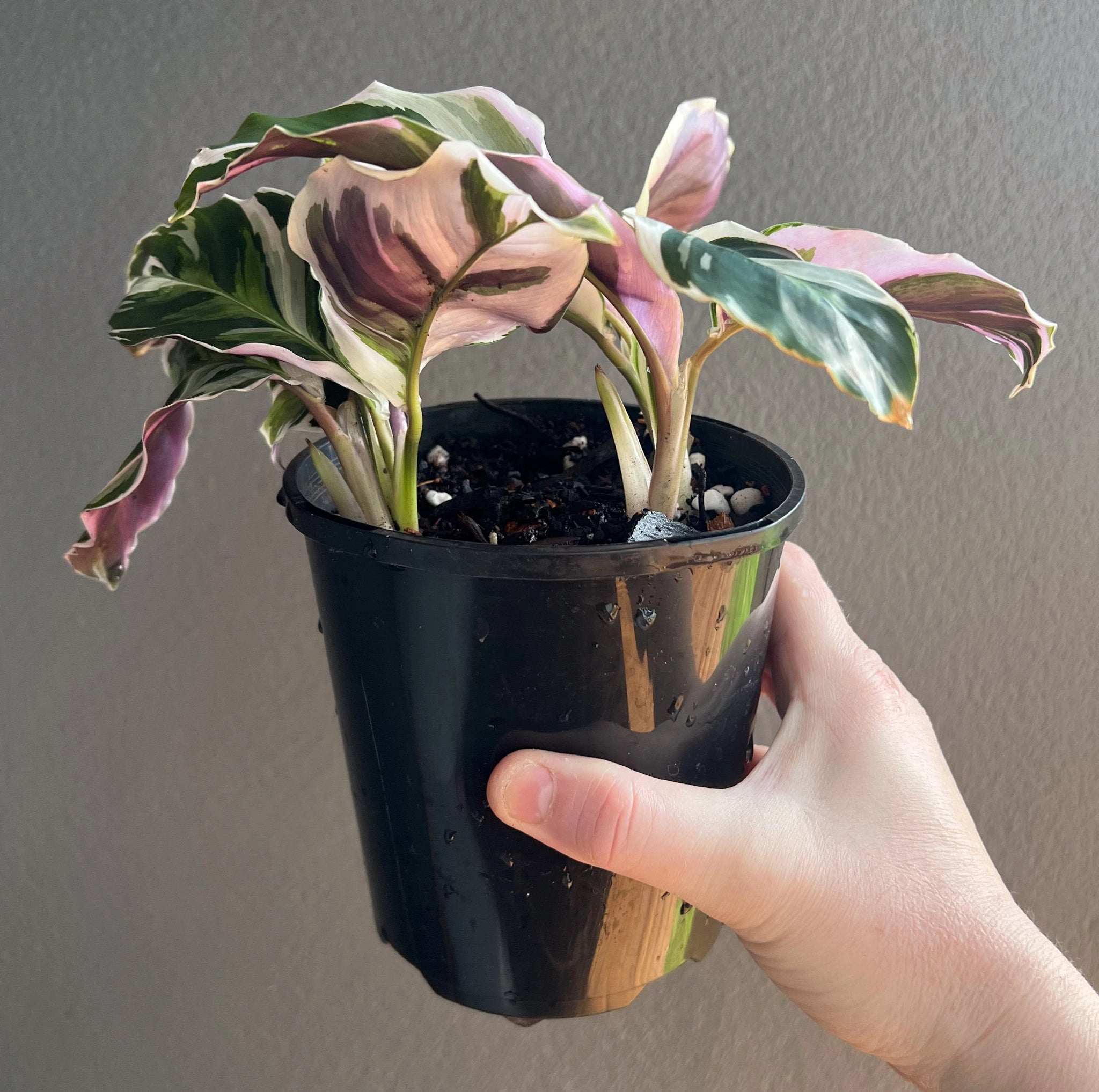 Calathea White Fusion 'Goeppertia lietzei' Plants Australia