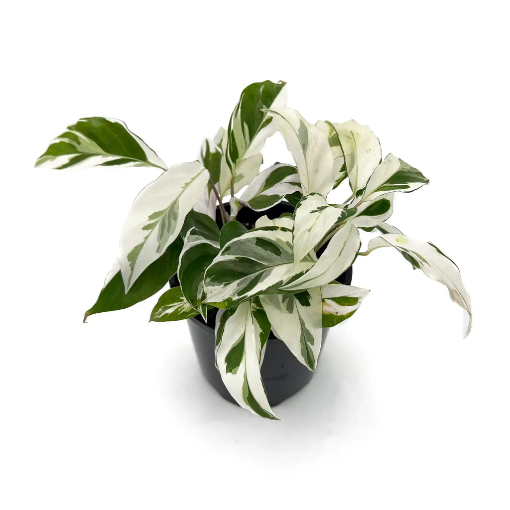 Calathea 'White Fusion' Goeppertia lietzei with variegated green and white leaves in a pot, unique indoor plant at Chalet Boutique, Australia.